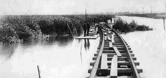 Tracks through the swamp